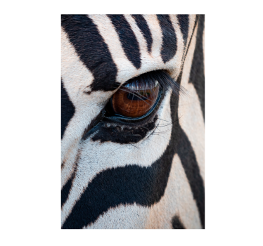 Zebra's eye animal poster - TenStickers