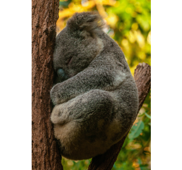 Sleeping koala poster for teenager - TenStickers