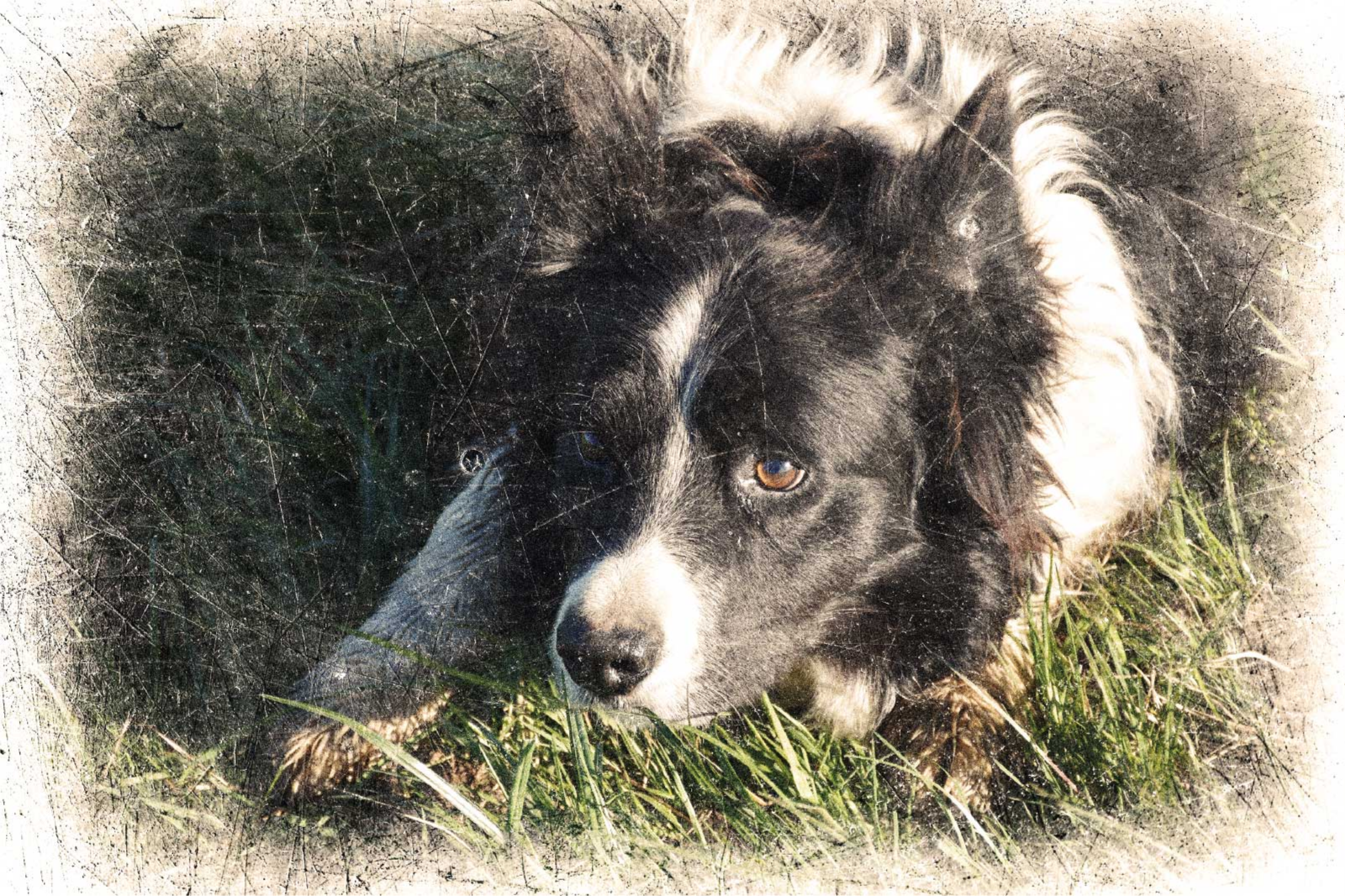 Personalised vintage effect pet poster - TenStickers