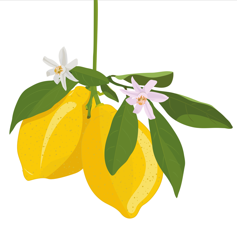 Kitchen poster lemon tree - TenStickers