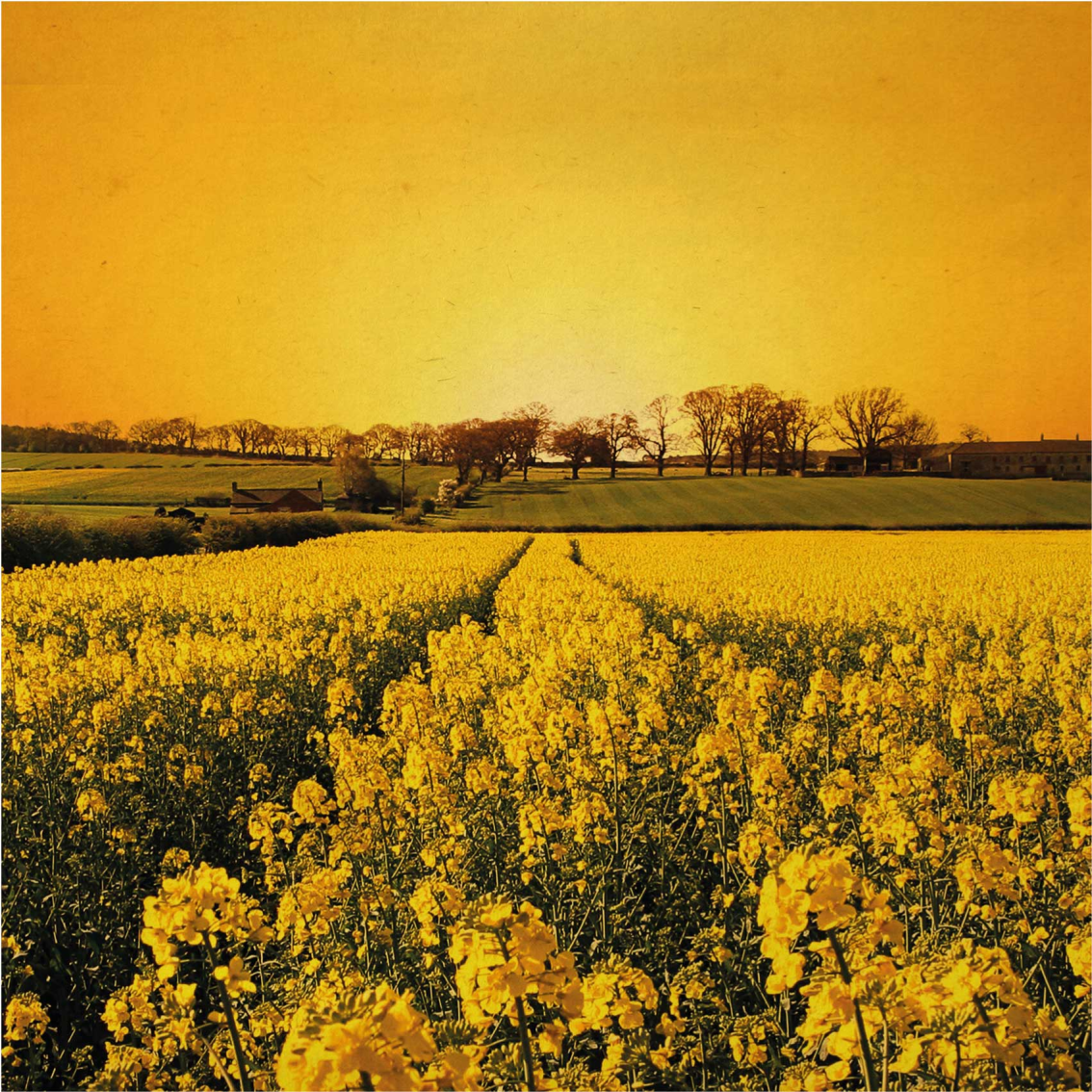 Living room poster yellow flower field artwork - TenStickers
