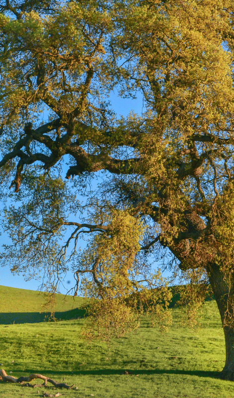 Tree poster with 3d nature tree design - TenStickers