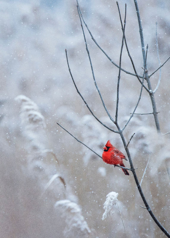 Christmas bird christmas poster - TenStickers