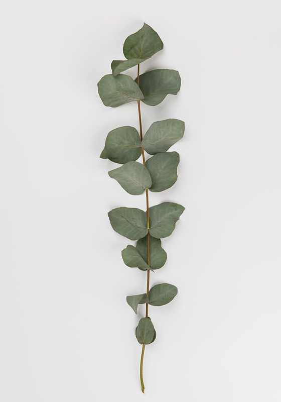 Eucalyptus Leaves tree wall poster - TenStickers