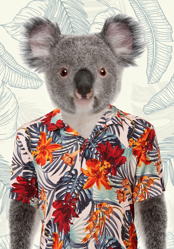 Elegant Koala  poster for wall - TenStickers
