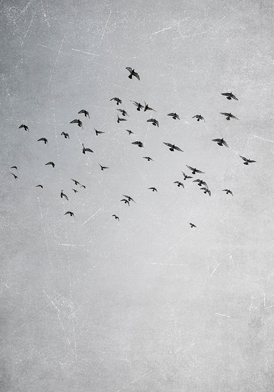 Birds flying animal poster - TenStickers