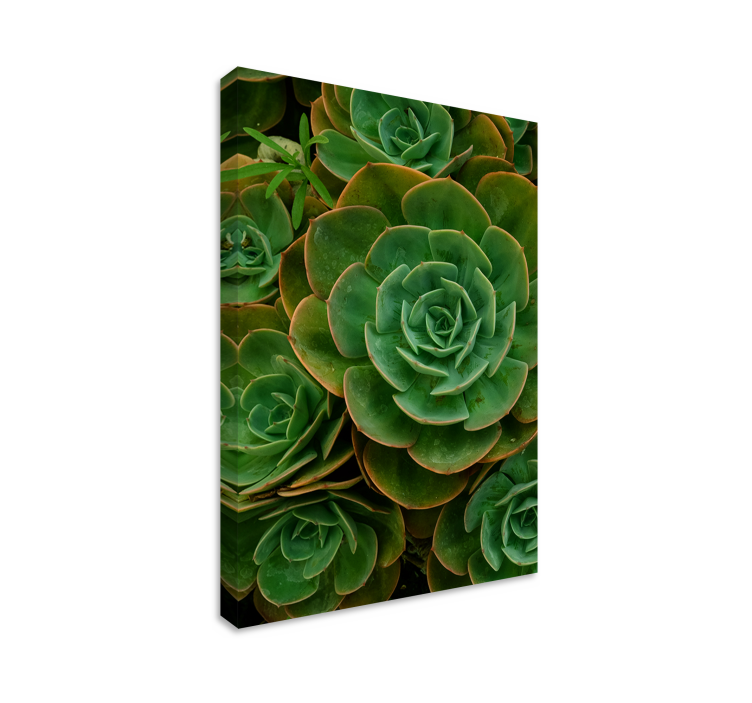 Succulent Plant Close-Up Flowers  canvas - TenStickers
