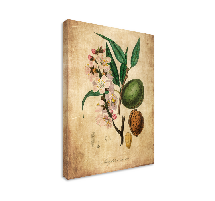 Botanical Illustration Flowers  canvas - TenStickers