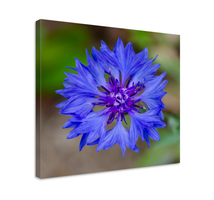 Flowers canvas blue flower blossom - TenStickers