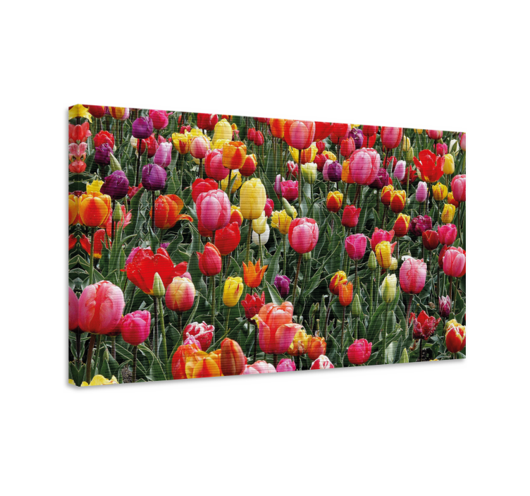 Flowers canvas colorful tulip blooms - TenStickers