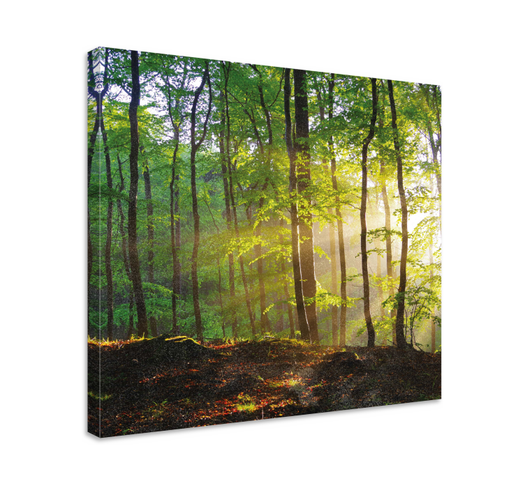 Sunlit Forest Scene tree canvas wall art - TenStickers