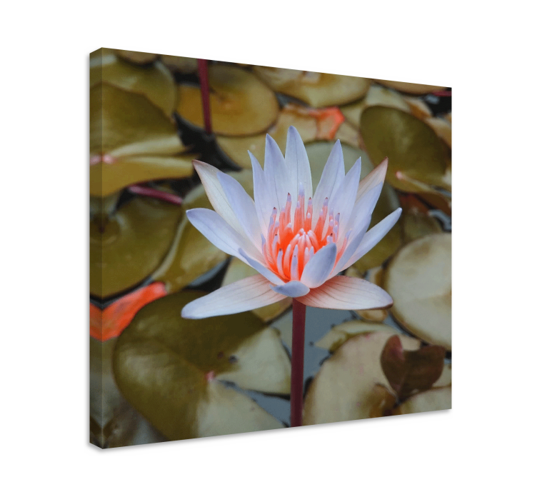 Flowers canvas delicate water lily print - TenStickers