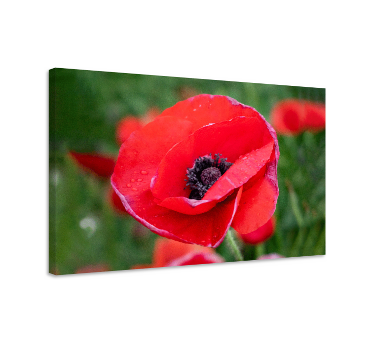 Flower canvas close-up red poppy flower - TenStickers
