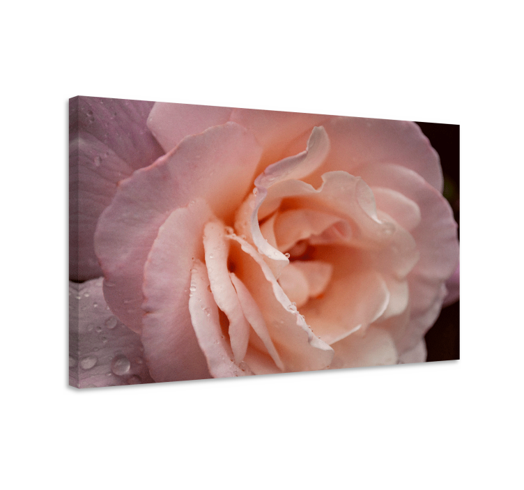 Flowers canvas delicate rose blossom - TenStickers