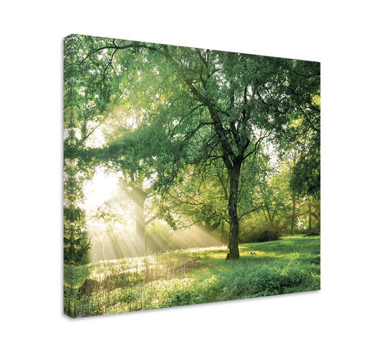 Tree canvas wall art sunlight through trees - TenStickers