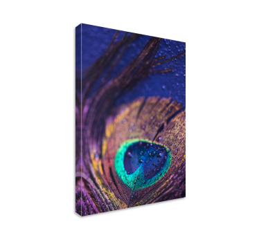plumas multicolor feather canvas - TenStickers