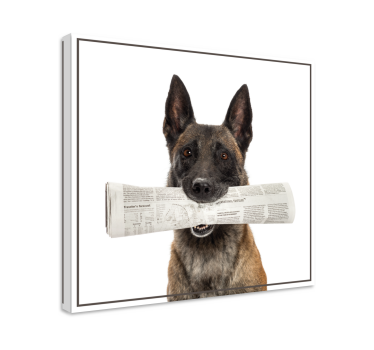 Dog with newspaper dog canvas pictures - TenStickers