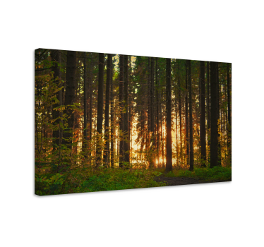 Forest trees with sun rays canvas print - TenStickers