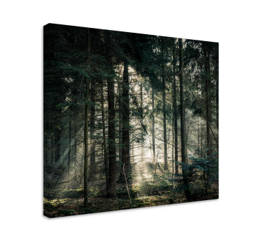 Nature forest with dark tones Tree canvas print - TenStickers