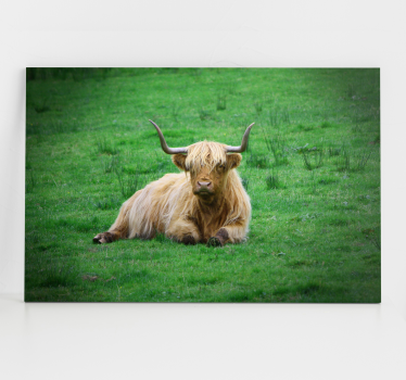 Animal canvas wall art highland cow relaxing - TenStickers