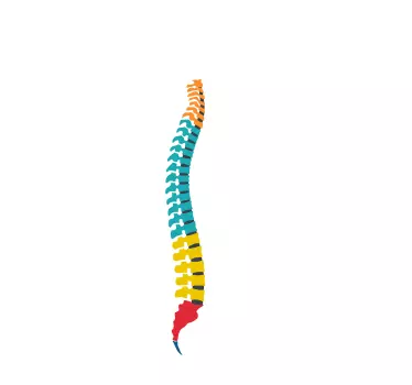 Vertebral Column Wall Sticker - TenStickers