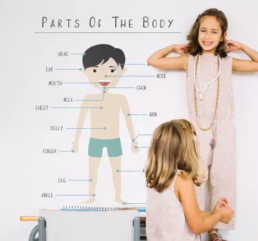 Parts of the body educational wall sticker - TenStickers