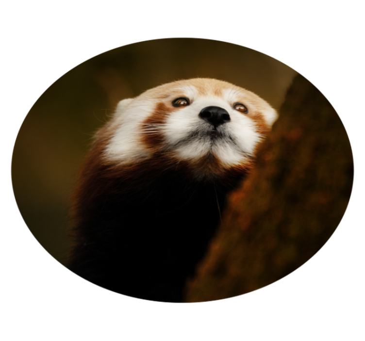 Animal cute red panda animal rug - TenStickers