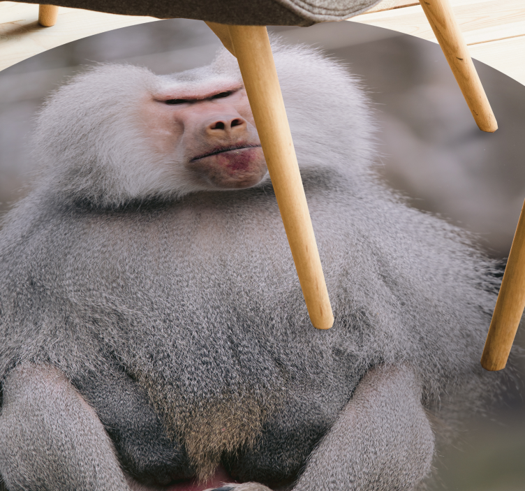 Baboons Sitting Calmly animal vinyl rug - TenStickers