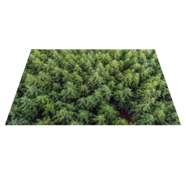 Vinyl rug for living room landscape forest nature carpet - TenStickers