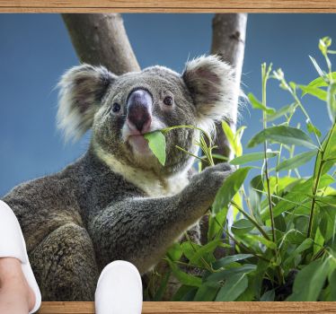 Animal cute koala bears animal mat - TenStickers