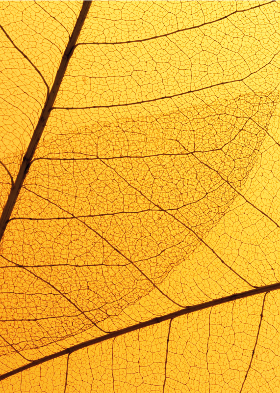 Botanical leaf design yellow vinyl rug - TenStickers