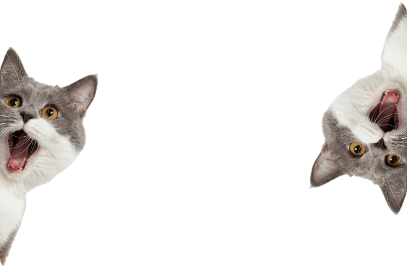 Animal vinyl rug cat spying on white background - TenStickers