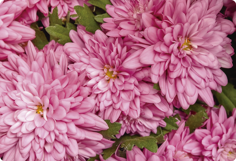 Floral vinyl rug in pink floral spring design - TenStickers