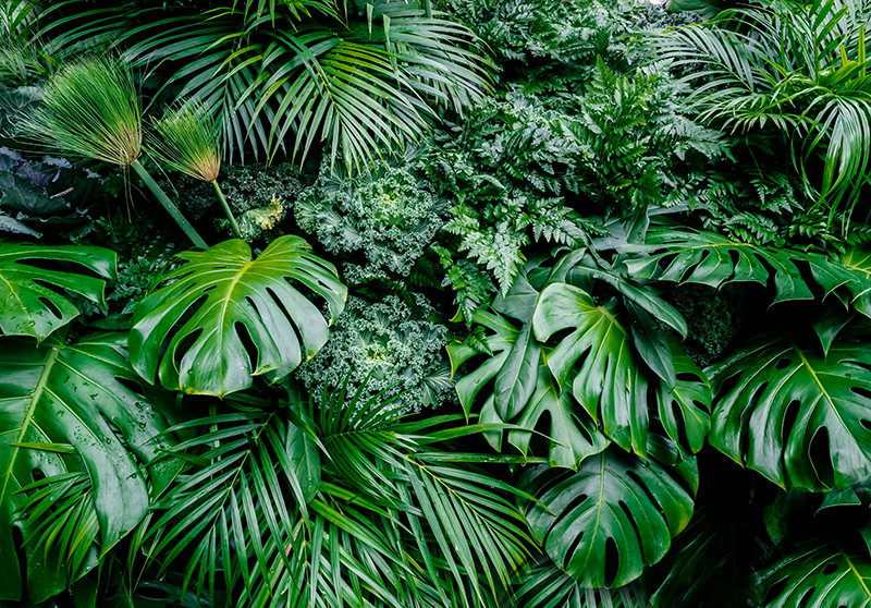 Green vinyl rug in sunny jungle design - TenStickers