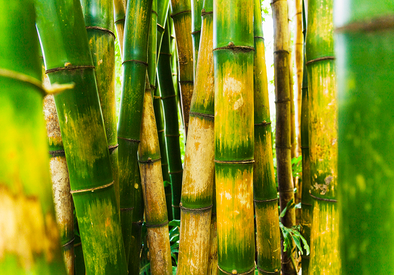 Green vinyl rug bamboo forest design - TenStickers