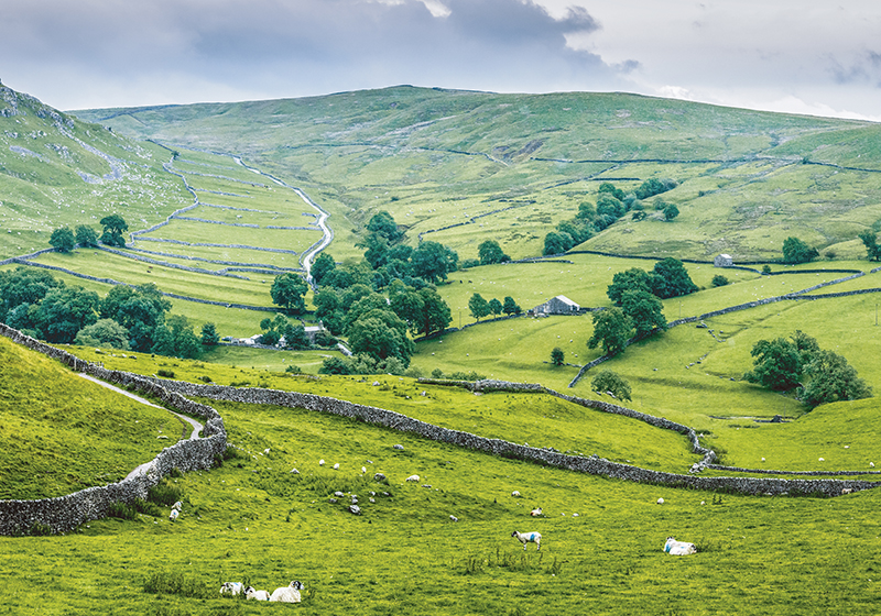 Green vinyl rug inspired by the english countryside - TenStickers