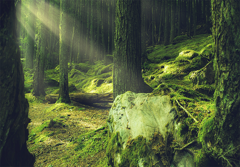 Green vinyl rug nature-inspired mossy stones - TenStickers