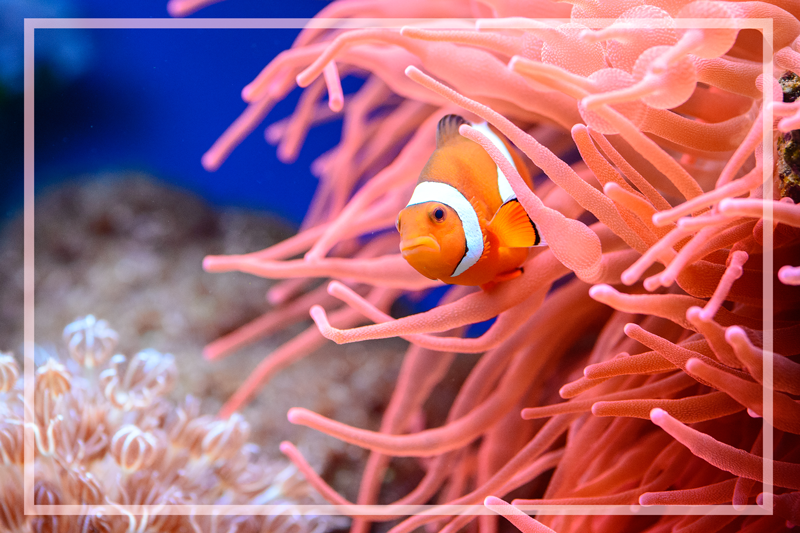 Underwater Coral Scene animal vinyl rug - TenStickers