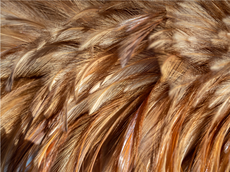 Fluffy tail feathers animal print vinyl rug - TenStickers