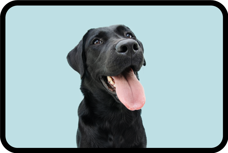 Black labrador dog animal vinyl rug - TenStickers