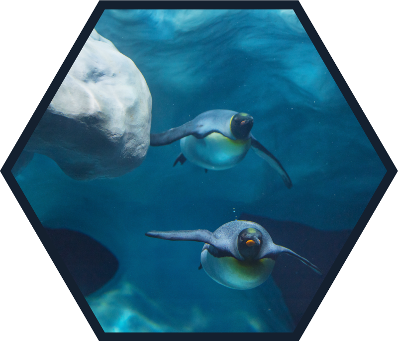 Swimming penguins animal rug - TenStickers