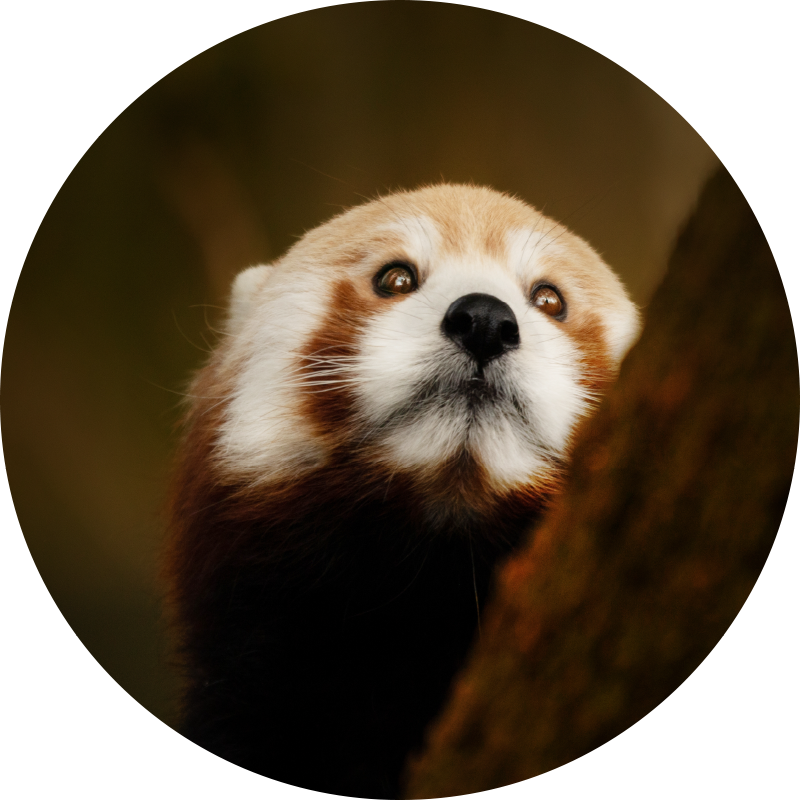 Animal cute red panda animal rug - TenStickers