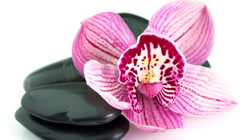 Orchid and Stones floral vinyl rug - TenStickers