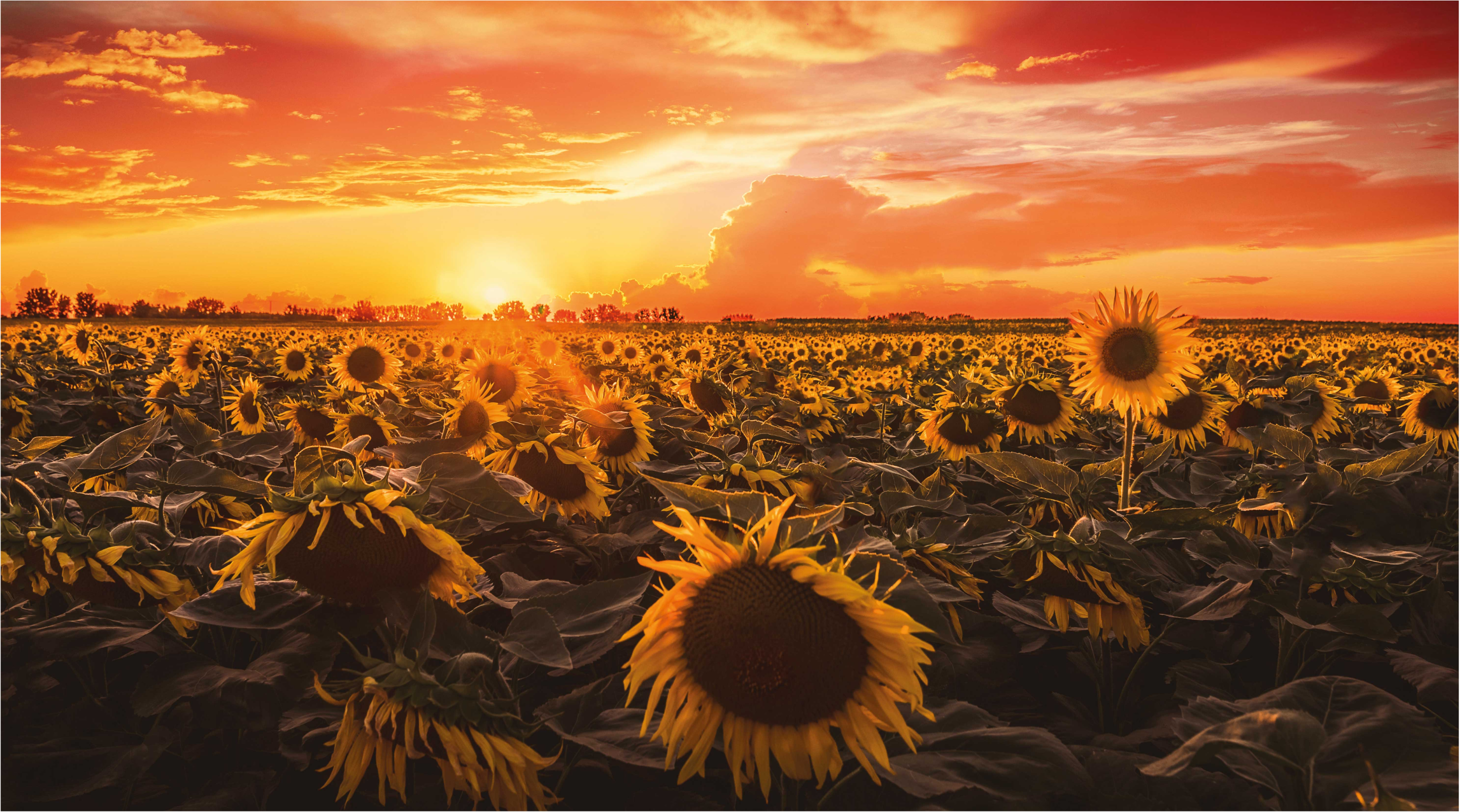 Sunflower Sunset Scene floral vinyl rug - TenStickers