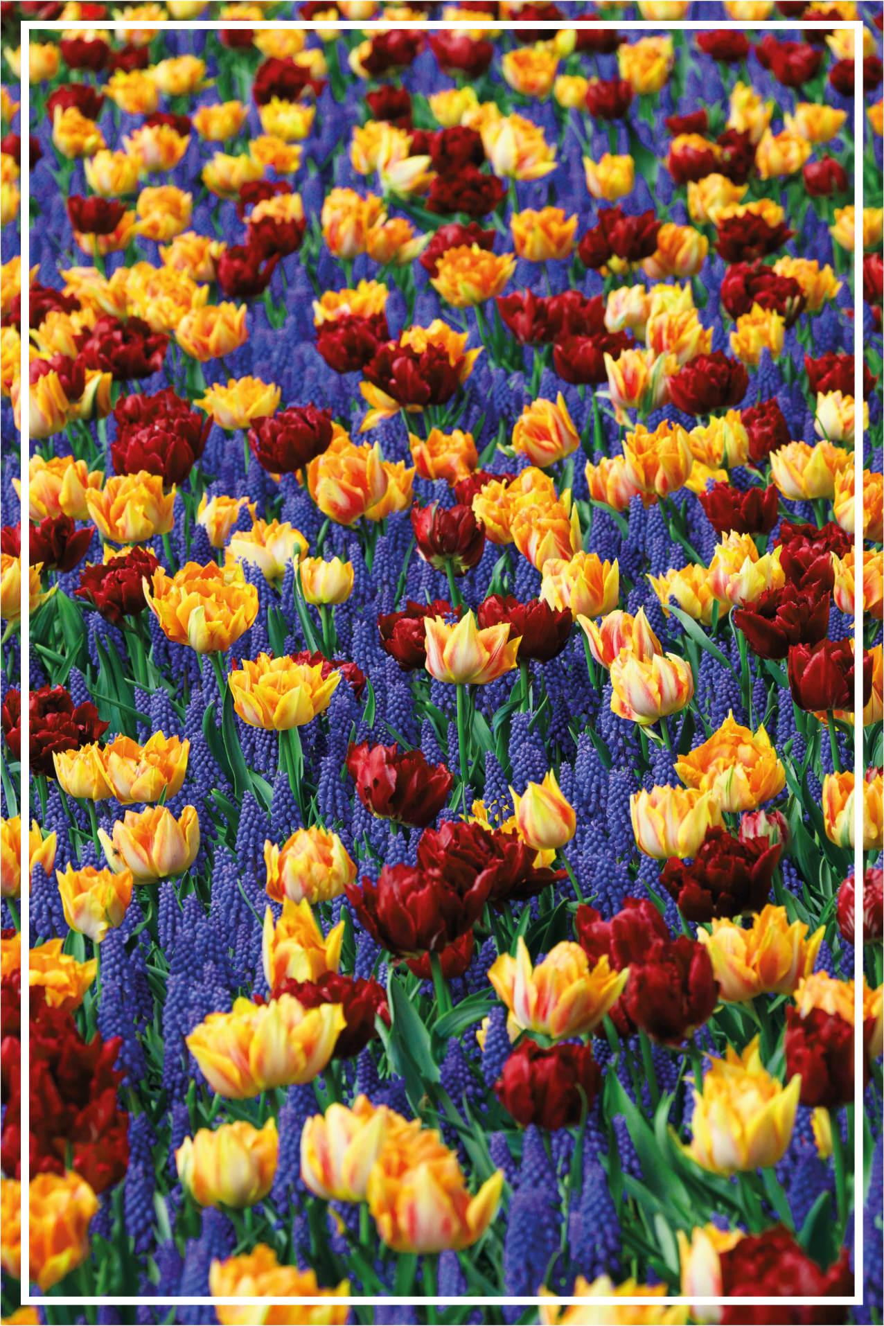 Very colourful flower field floral rug - TenStickers