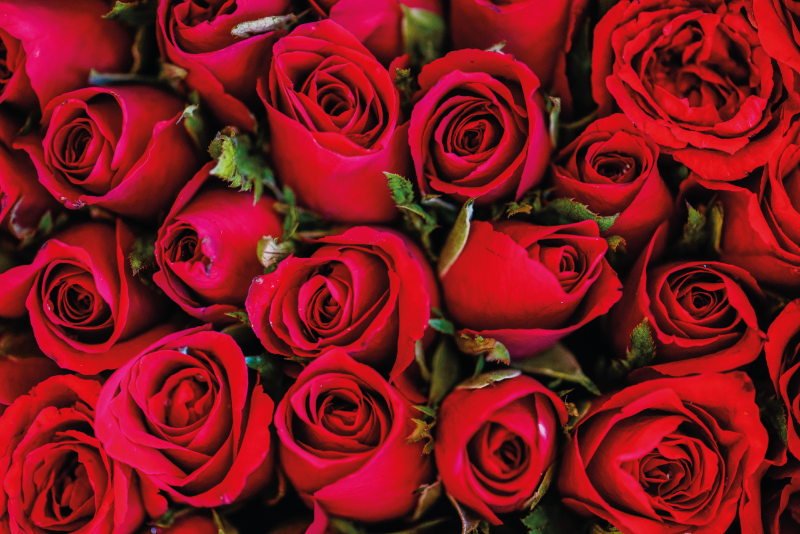 Red roses pattern nature vinyl rug - TenStickers