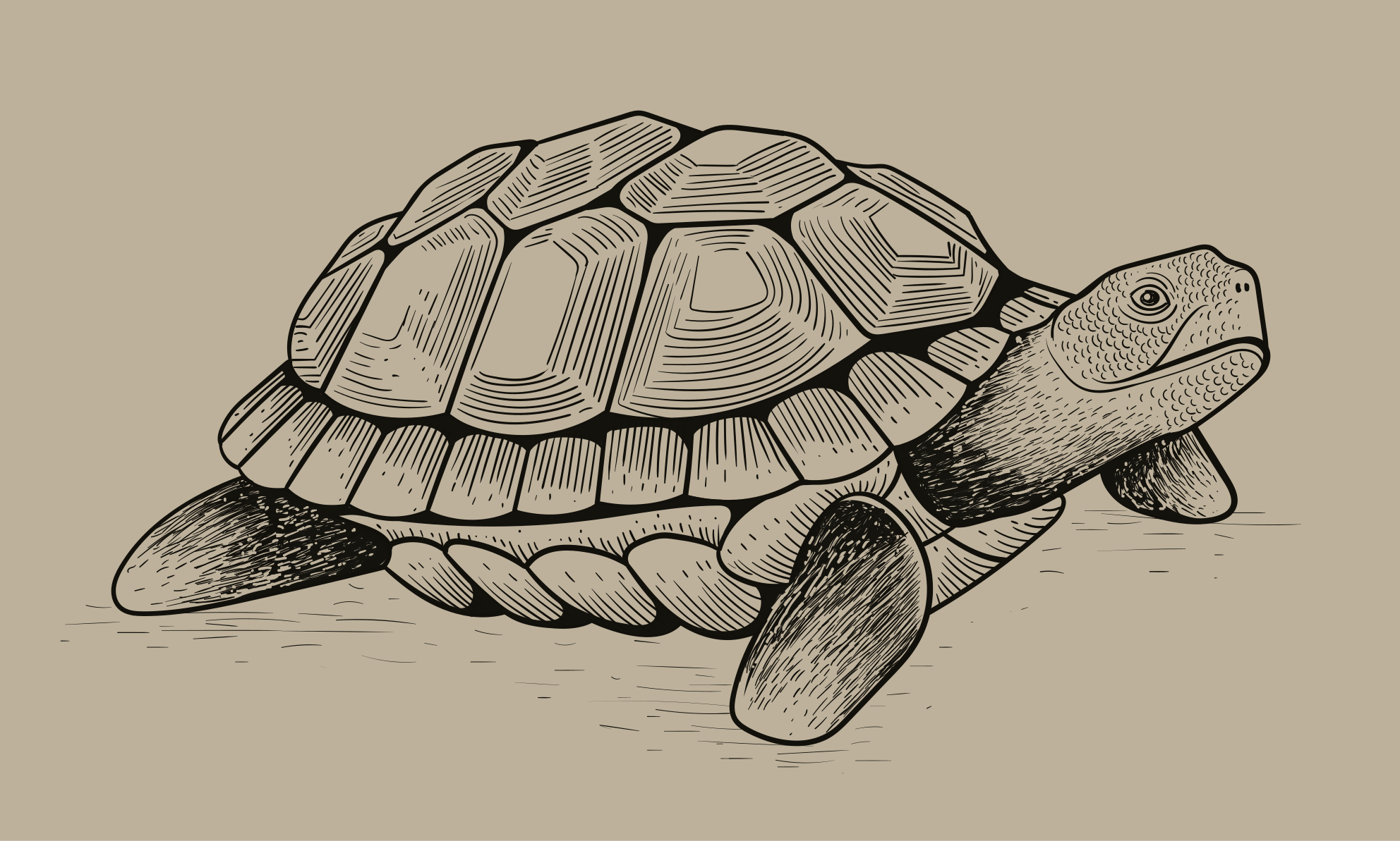 Tortoise Illustration animal vinyl mat - TenStickers