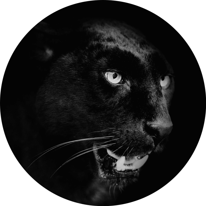 Black panther portrait animal mat - TenStickers